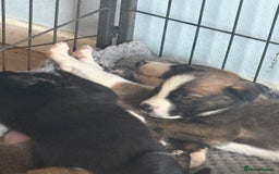 Mixed Breed dogs for sale: Lurcher x German Shepard puppies forsale - Image 30