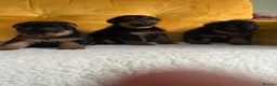 Welsh Terrier dogs for sale: Beautiful Welsh terrier puppies  - Advert 9