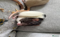 Rat rodents for sale: Pair of 4 month old female rats - Image 7