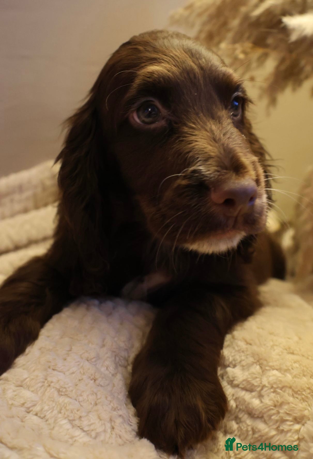 Cocker Spaniel dogs Championline Cocker - Last one, Fully vaccinated - Advert 3