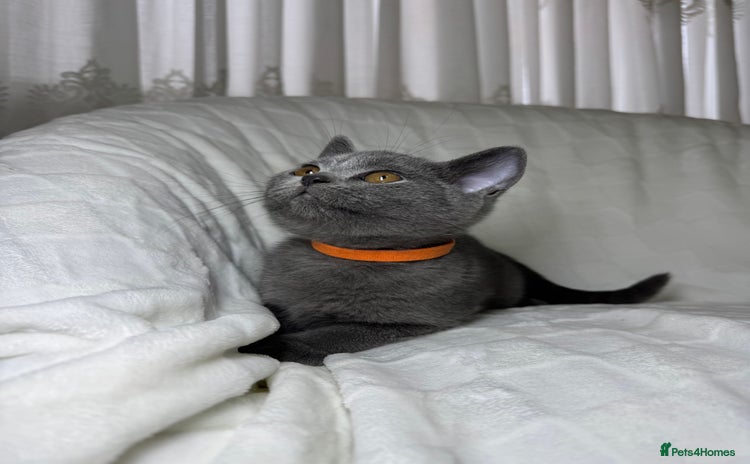 British Shorthair cats - Advert 5