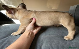 French Bulldog dogs for sale: KC, standard colours French Bulldog puppies🐾 - Image 17