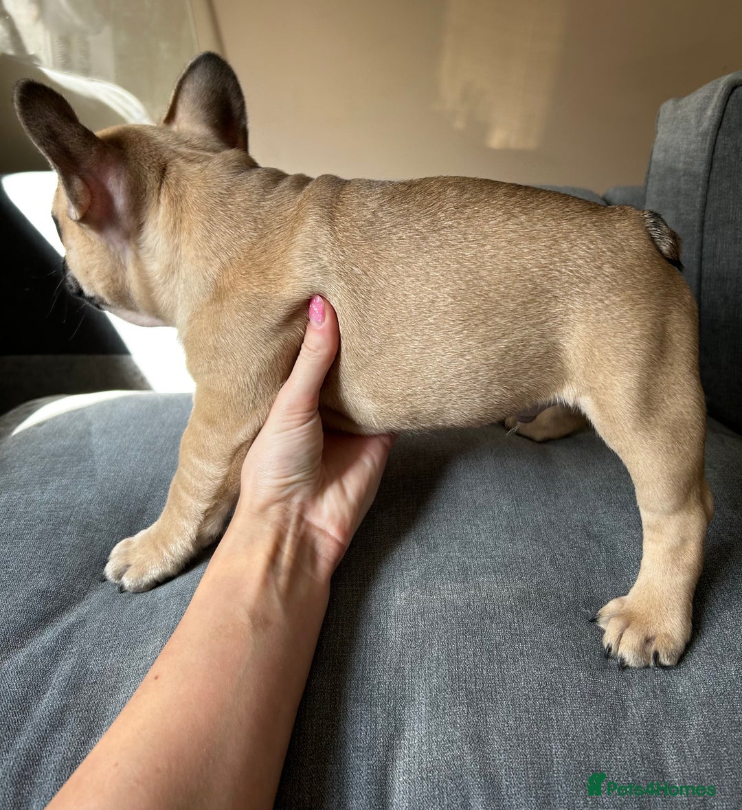 French Bulldog dogs for sale: KC, standard colours French Bulldog puppies🐾 - Image 17