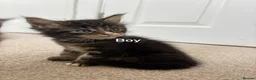Maine Coon cats for sale: TICA Registered Maine Coon Kittens. Reserve please - Advert 24