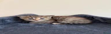 Persian 7
