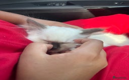 Ragdoll cats for sale: 1 beautiful blue eyed fluffy ragdoll left  - Image 20