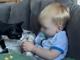 Mixed Breed cats Last 2 kittens left - Advert 12