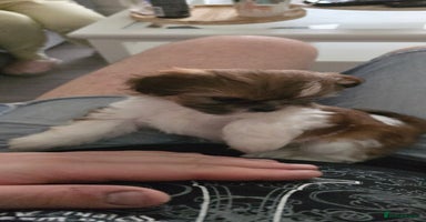 Shih Tzu dogs - Advert 6