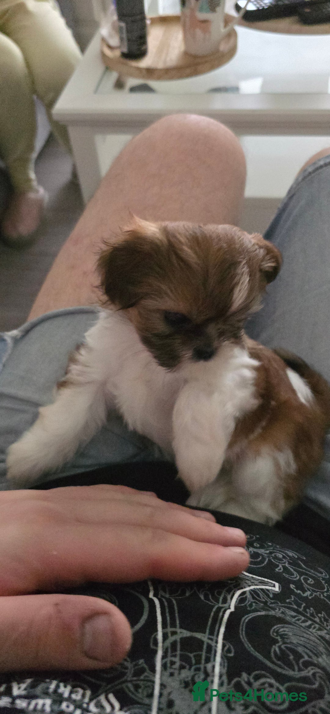 Shih Tzu dogs for sale: Last two puppies from liter 🐶🐶 - Image 30
