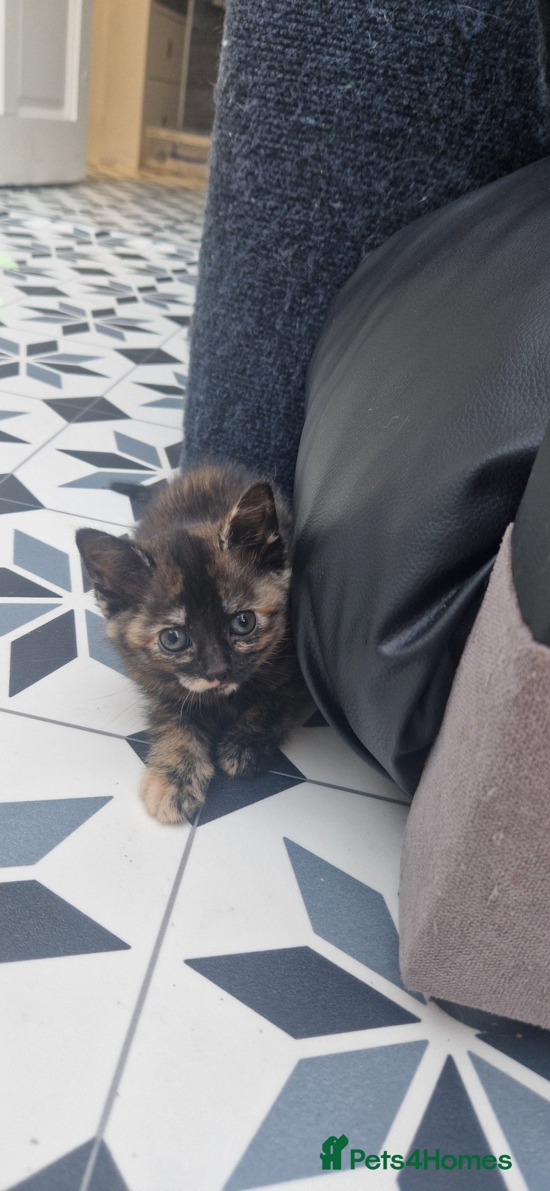 Mixed Breed cats for sale: 5 little kittens(2 calico girls +3 ginger males)  - Advert 9