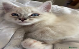 Ragdoll cats for sale: 😻 2 HANDSOME 11 WEEK OLD MALE RAGDOLL KITTENS 😻 - Image 19