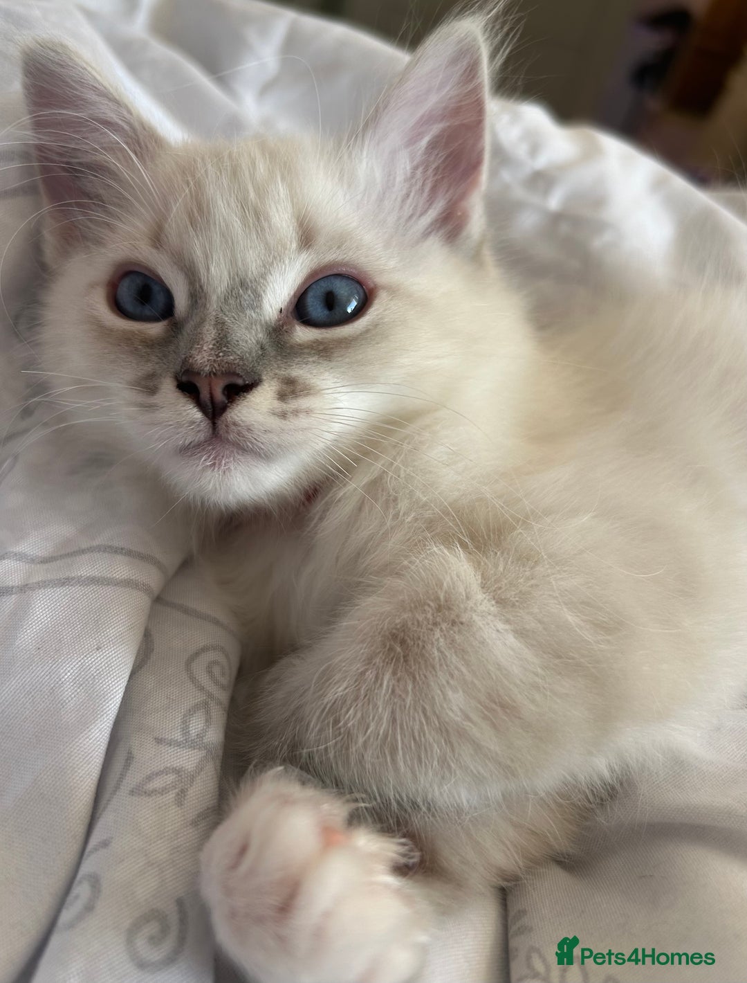 Ragdoll cats for sale: 😻 2 HANDSOME 11 WEEK OLD MALE RAGDOLL KITTENS 😻 - Image 19