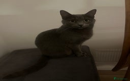 Russian Blue cats for sale: Russian X kittens  - Image 1