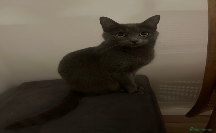 Russian Blue cats - Advert 1