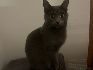 Russian Blue cats - Advert 2