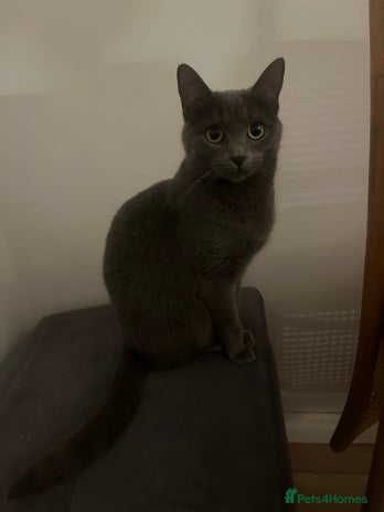Russian Blue cats - Advert 1