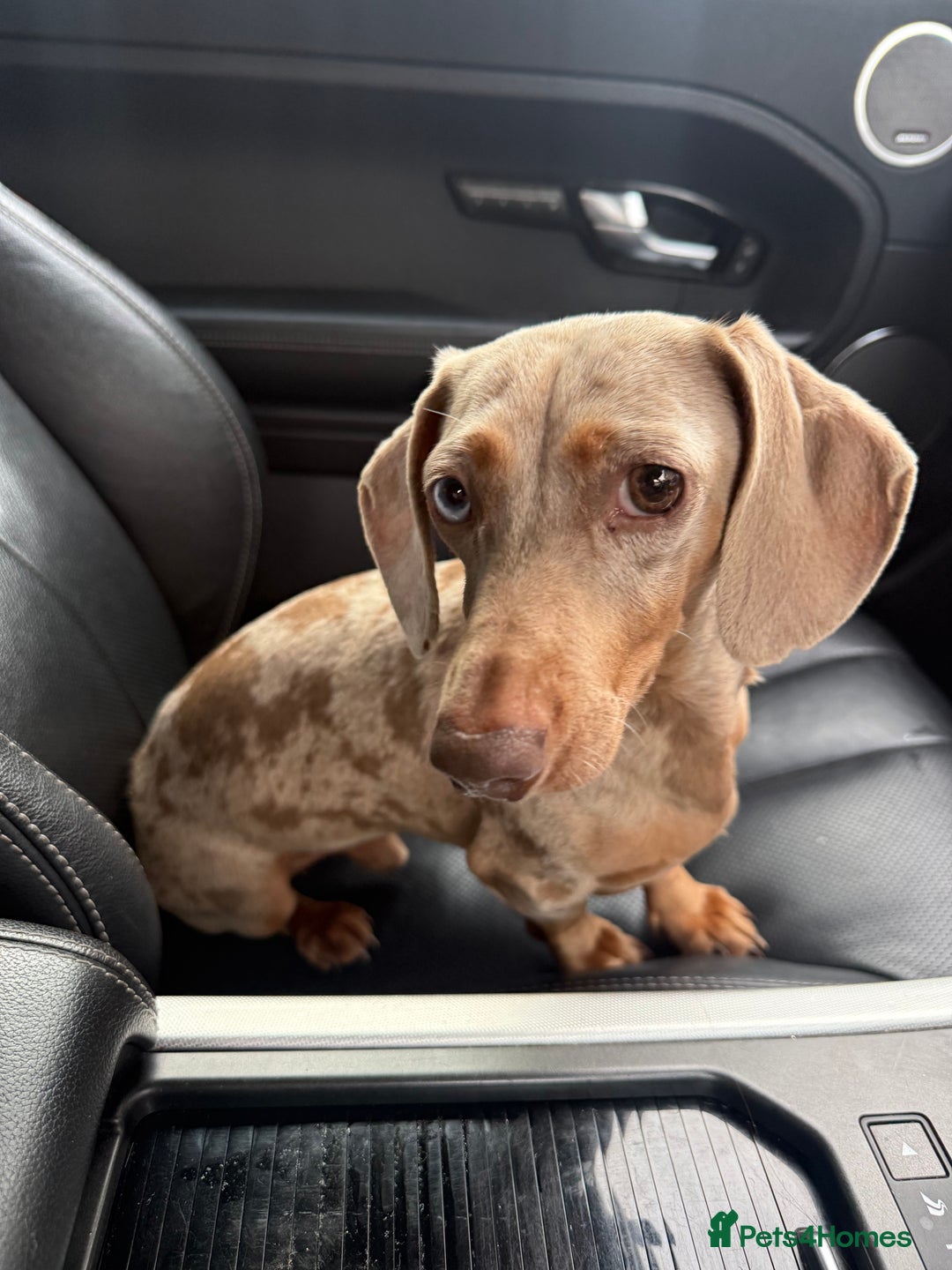 Miniature Dachshund dogs for stud: BENTLEY miniature Isabella & tan dapple dachshund  - Advert 3