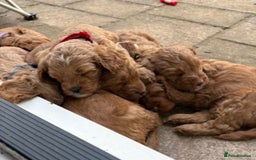 Cavapoo dogs for sale: 🔥 Waiting List for our next litter - F1 Cavapoos - Advert 9