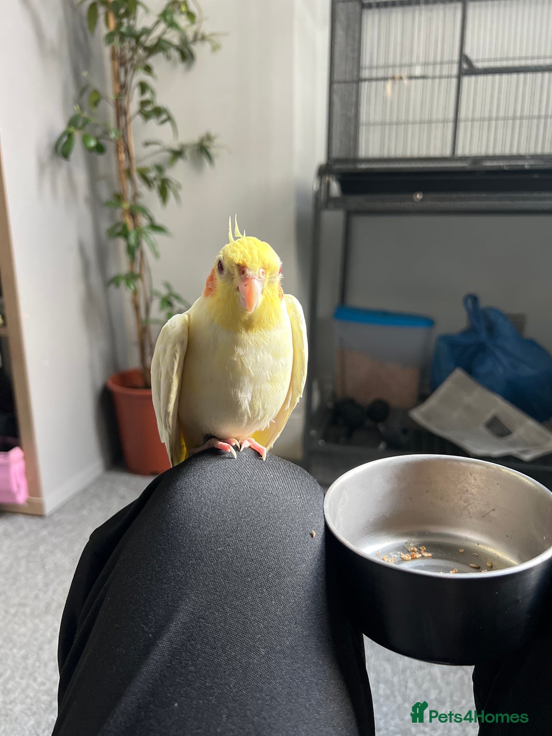 Cockatiels birds for sale: Semi tamed Male and female cockatiels and cage - Advert 5