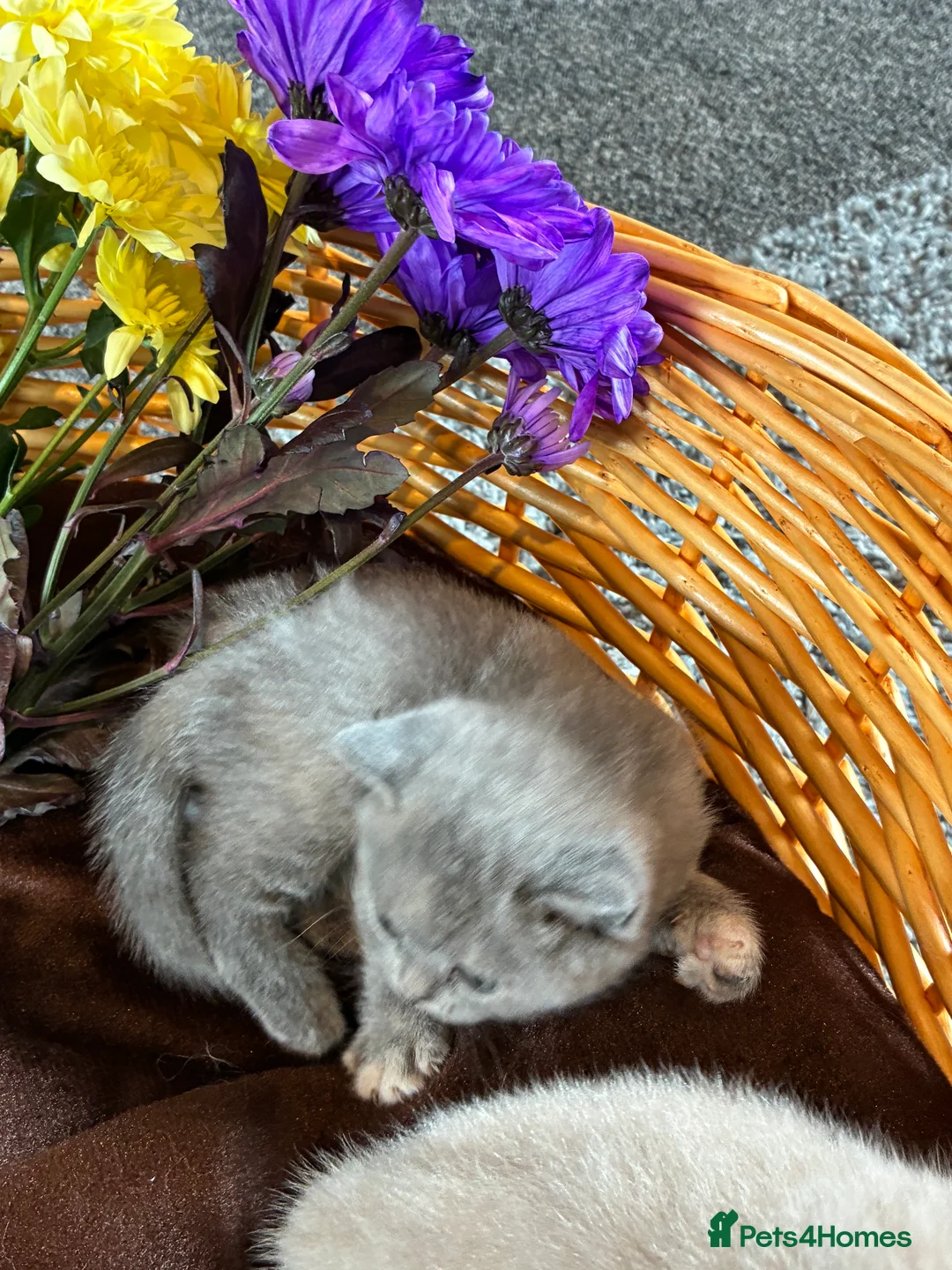 British Shorthair cats for sale: LAST 2 READY TO LEAVE £600 each!  - Advert 25