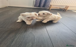 Bichon Frise dogs for sale: 4 boys and 1 girl. - Image 5