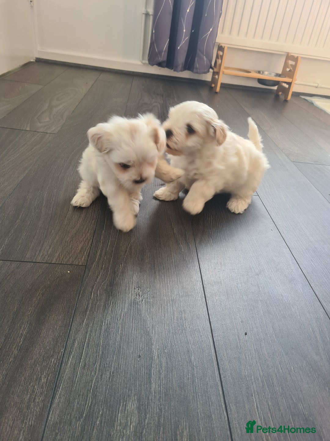 Bichon Frise dogs for sale: 4 boys and 1 girl. - Image 5