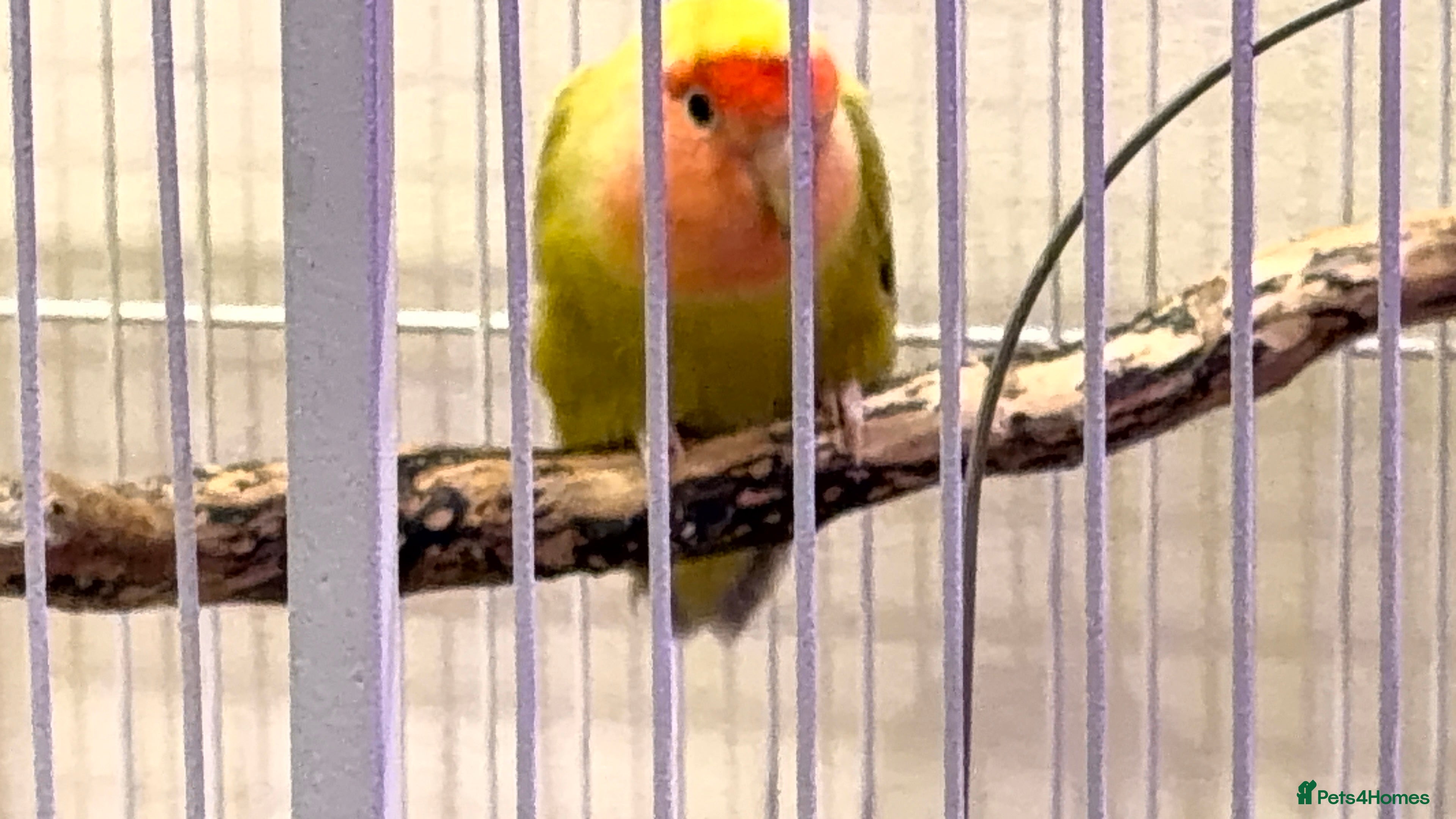 Lovebirds birds Semi tame pair of Lovebirds with cage, accessories in Hull - Advert 2