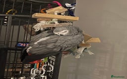 Parrots birds for sale: African Grey parrot for sale  - Image 6