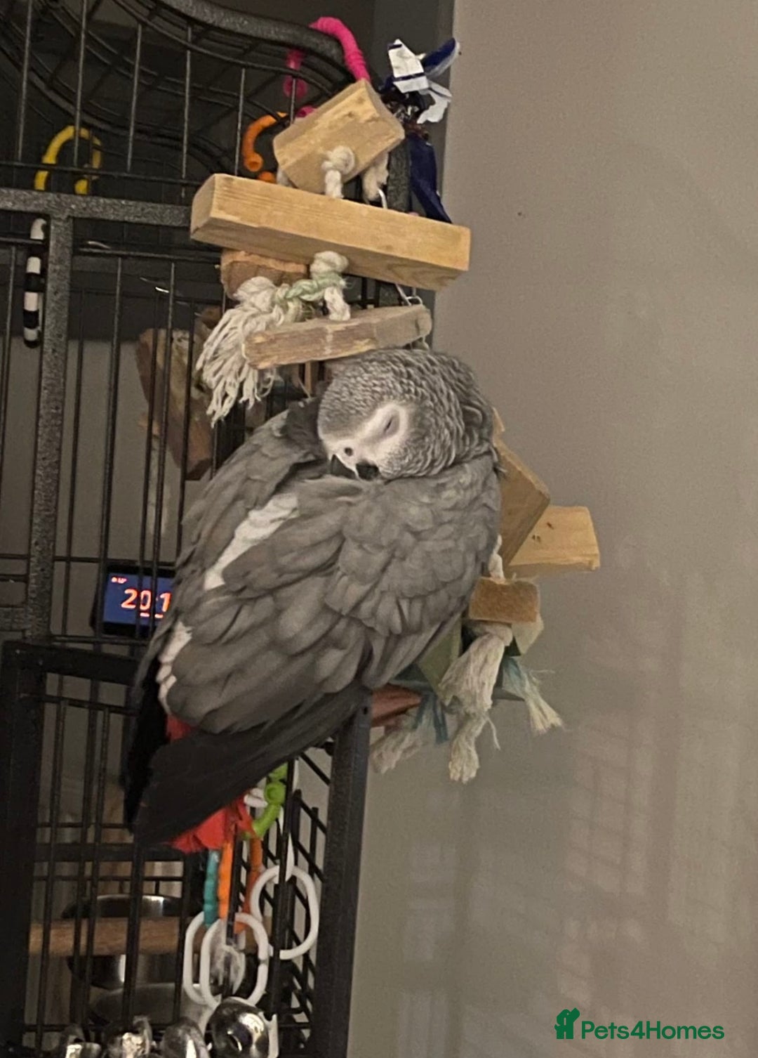 Parrots birds for sale: African Grey parrot for sale  - Image 6