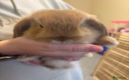 Mini Lop rabbits for sale: Mini lop bunnies  - Image 13