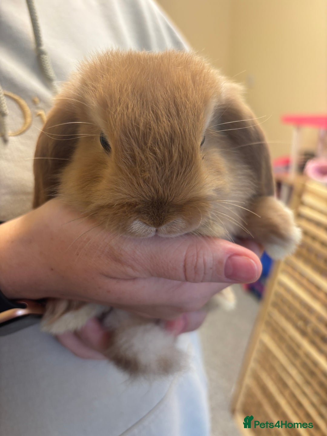 Mini Lop rabbits for sale: Mini lop bunnies  - Image 13