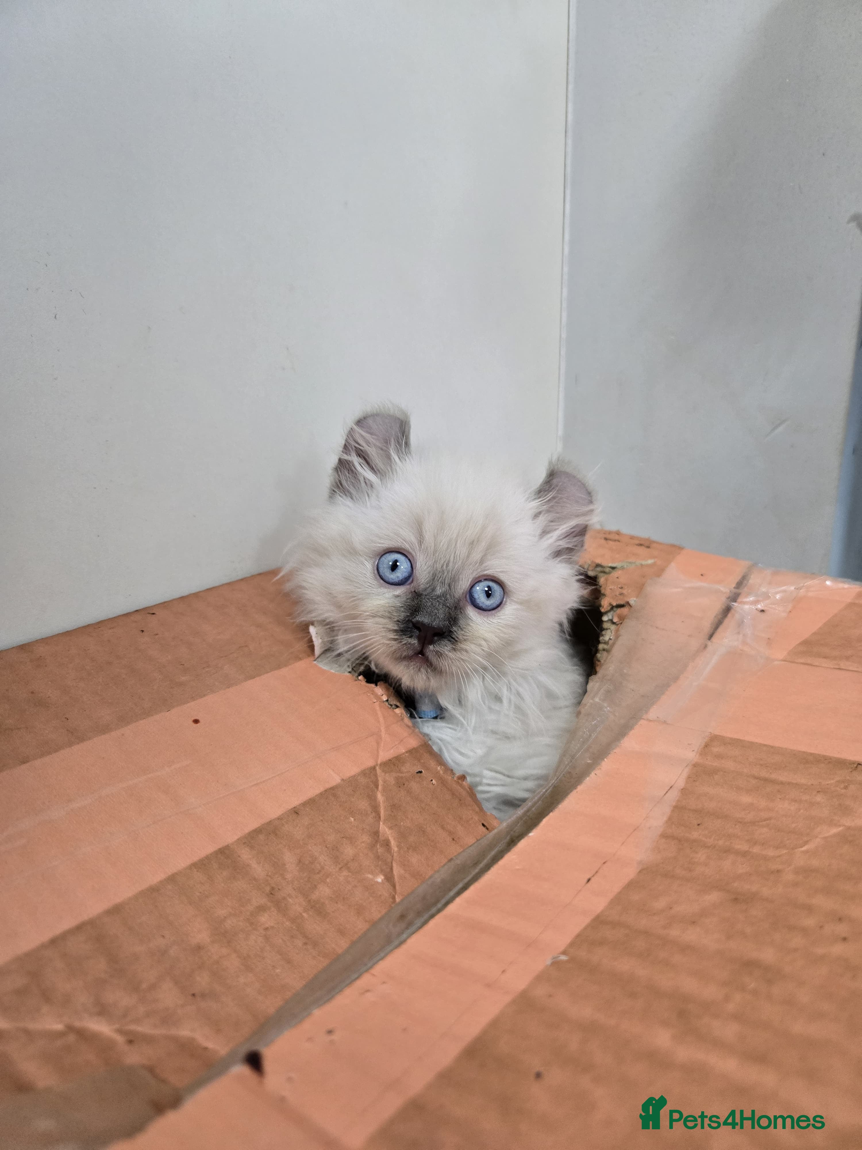 American Curl cats RARE, Unique, Affectionate American Curl Kittens!  - Advert 1