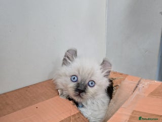 American Curl cats RARE, Unique, Affectionate American Curl Kittens! - Advert 6