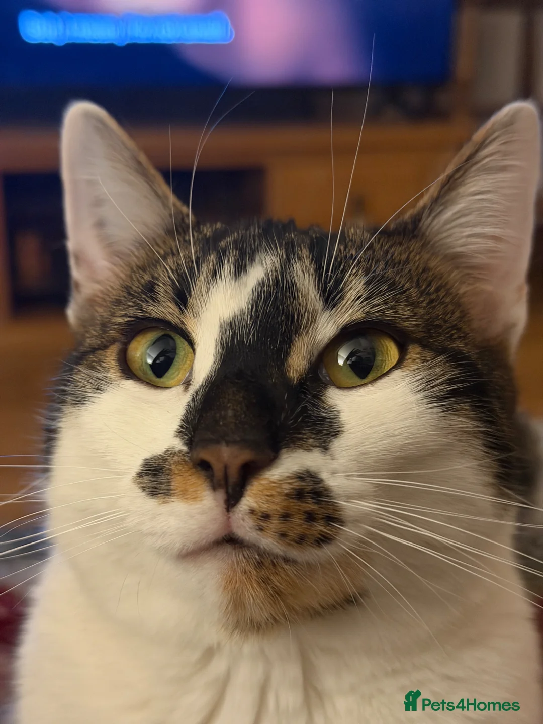 Bengal cats for sale: Barbara (Bengal Girl - just turned 1) - Advert 1