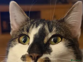 Bengal cats Barbara (Bengal Girl - just turned 1) - Advert 7