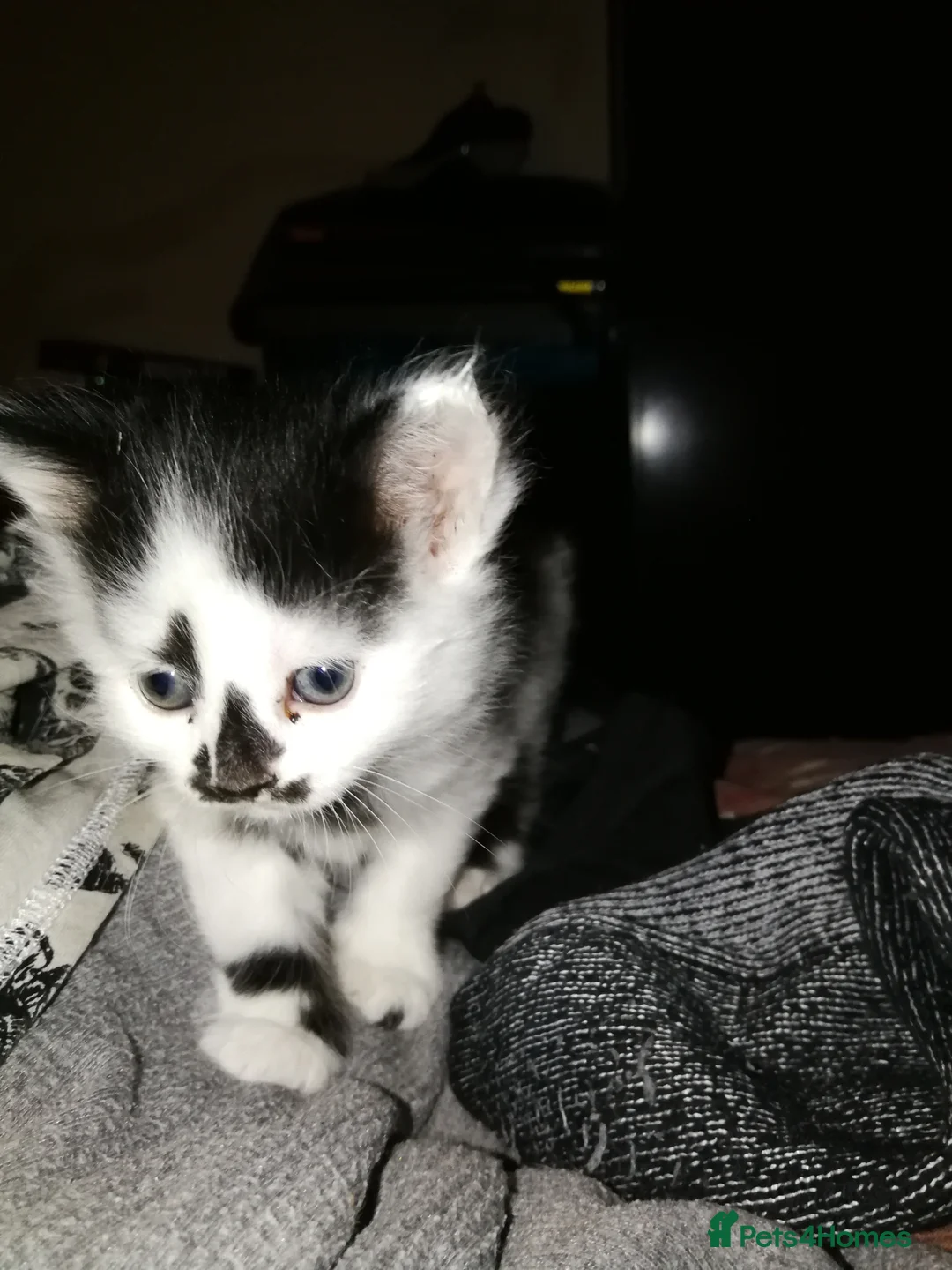 Maine Coon cats for sale: 🐱🐱 Kittens Available🐱🐱  - Advert 12