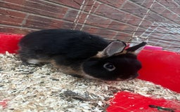 Netherland Dwarf rabbits for sale: Pure Netherland dwarfs  - Image 5