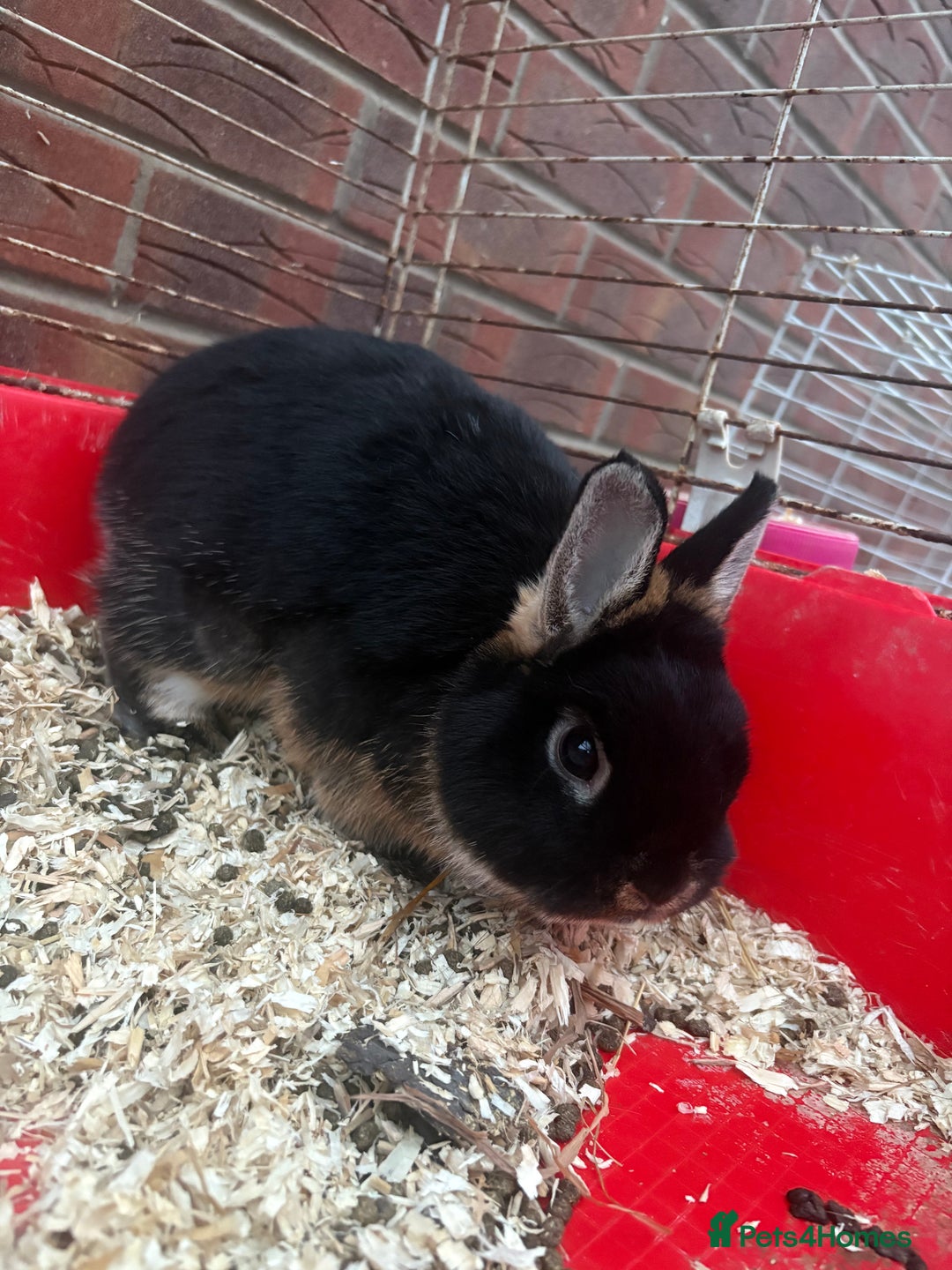 Netherland Dwarf rabbits for sale: Pure Netherland dwarfs  - Image 5
