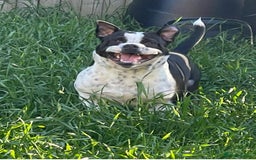 Mixed Breed dogs for sale: 3 year old Staff/Bulldog - Image 3