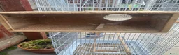 Budgerigars birds for sale: 4 budgies for sale 2 tamed  in Northampton - Advert 3