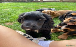 Cocker Spaniel dogs for sale: Show cocker spaniel pups  - Image 11