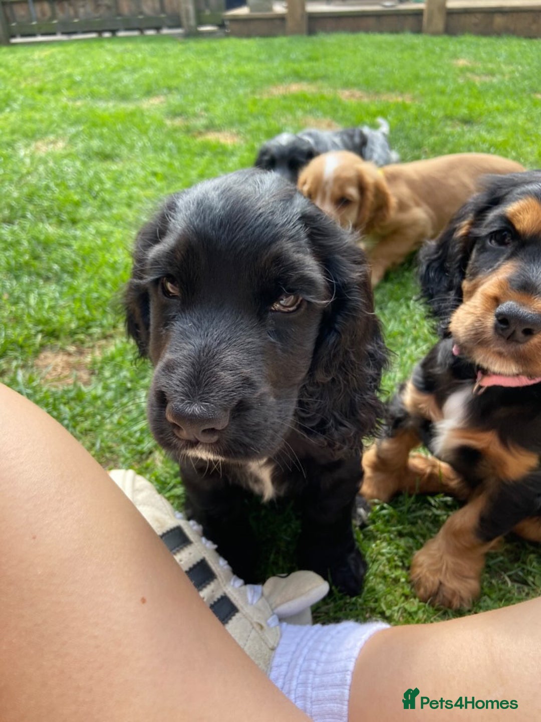 Cocker Spaniel dogs for sale: Show cocker spaniel pups  - Image 11
