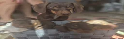 Miniature Dachshund dogs for sale: 2 beautiful bitches. Chocolate and tan in Wellingborough - Advert 6