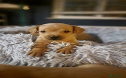 Mixed Breed dogs for sale: Frenchie x cockerpoo pups - Image 3
