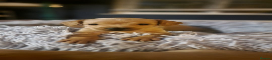 Mixed Breed Puppy 1 -jupiter
