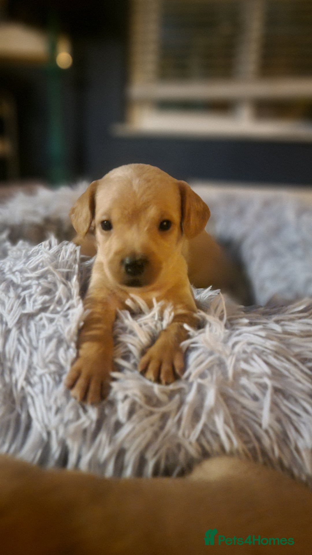 Mixed Breed dogs for sale: Frenchie x cockerpoo pups - Image 3