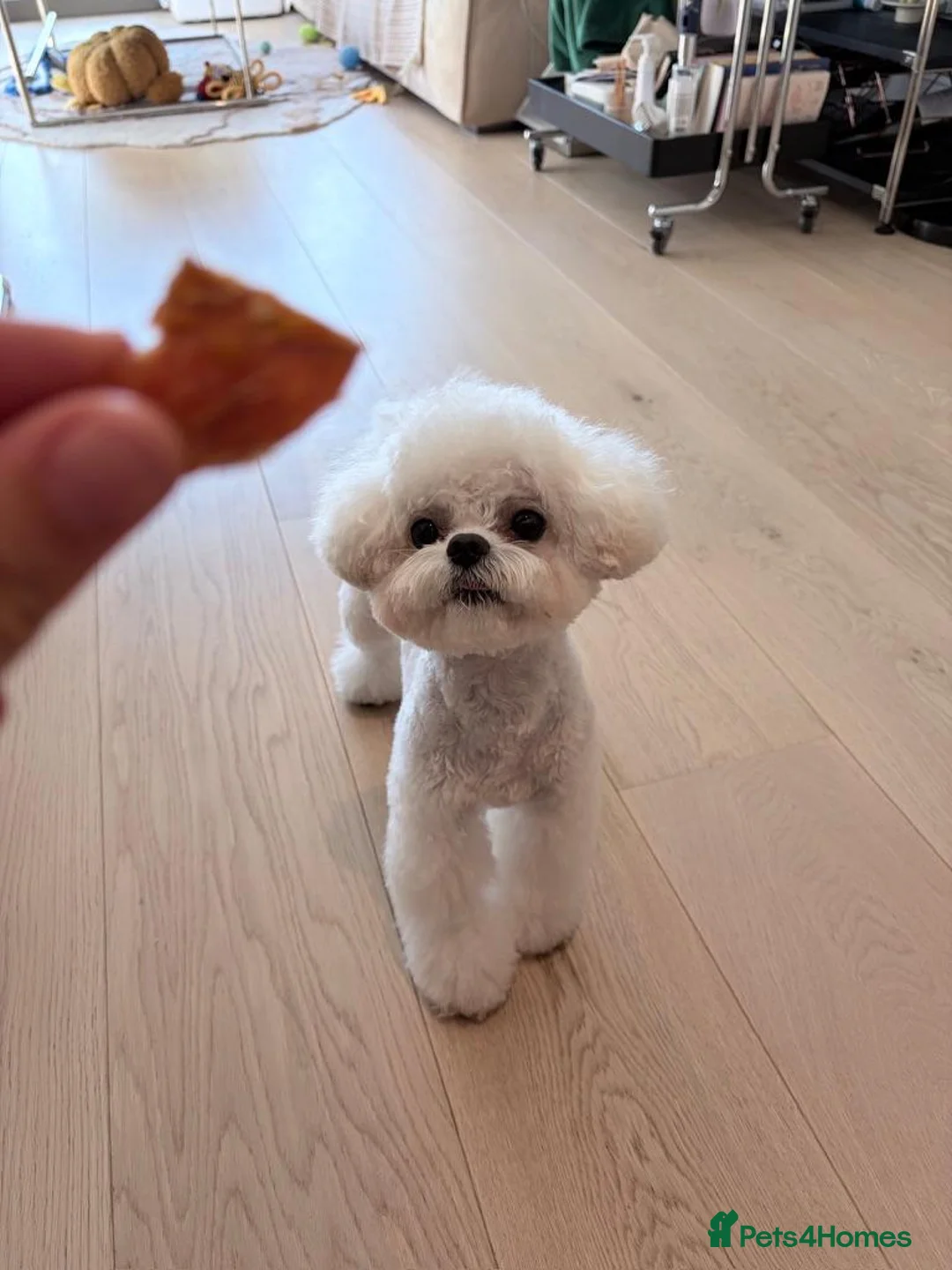 Maltipoo dogs for stud: Toffee | Maltipoo-type stud | Unproven - Advert 2