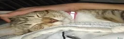 Domestic Shorthair cats for sale: 2 tiger stripped kittens in Coventry - Advert 1
