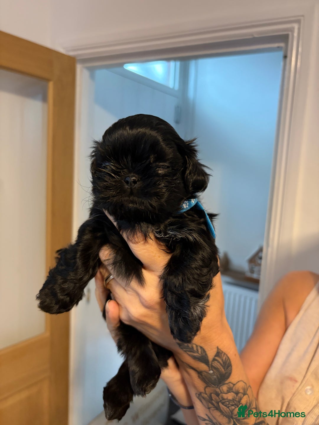 Shih Tzu dogs for sale: Imperial Shih Tzu  - Advert 7