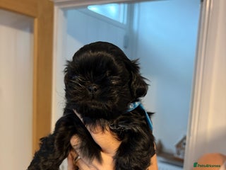 Shih Tzu dogs Imperial Shih Tzu - Advert 4